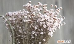 干花发霉了该怎么拯救，自制的勿忘我干花为什么有股臭味