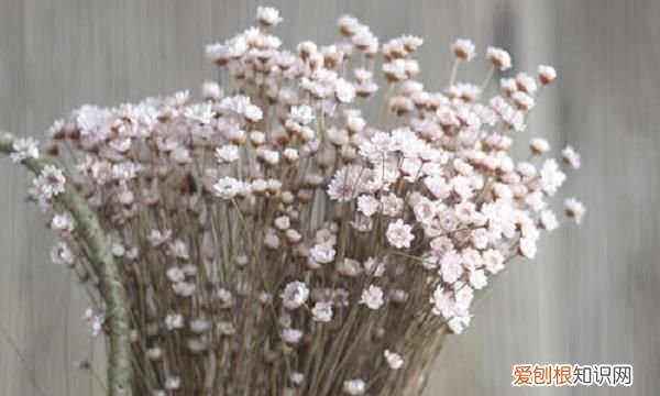 干花发霉了该怎么拯救,自制的勿忘我干花为什么有股臭味