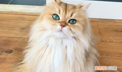 母猫绝育恢复期多久，母猫做绝育手术后需要多长时间恢复?
