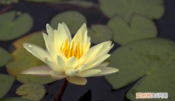 睡莲种子发芽后怎么办，睡莲发芽了还需要天天换水吗