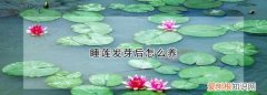 睡莲种子发芽后怎么办，睡莲发芽了还需要天天换水吗
