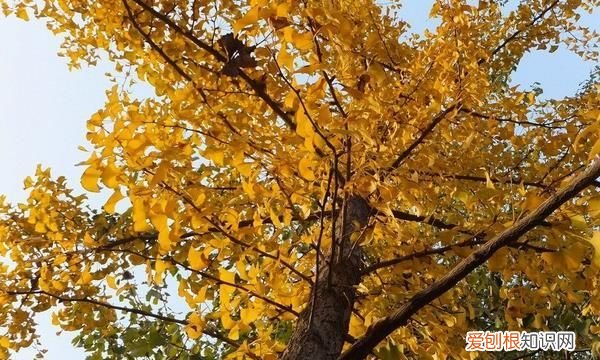 银杏树为什么那么珍贵,你知道吗英语