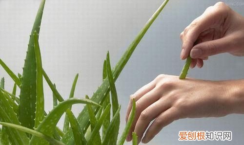 美容养颜最有效的植物