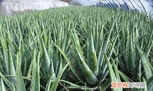 美容养颜最有效的植物