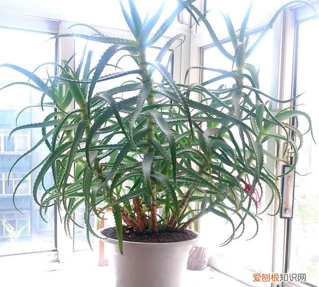 美容养颜最有效的植物