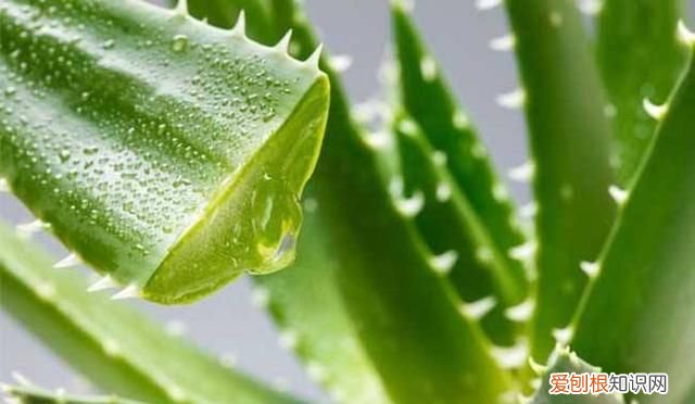 美容养颜最有效的植物