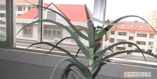 美容养颜最有效的植物