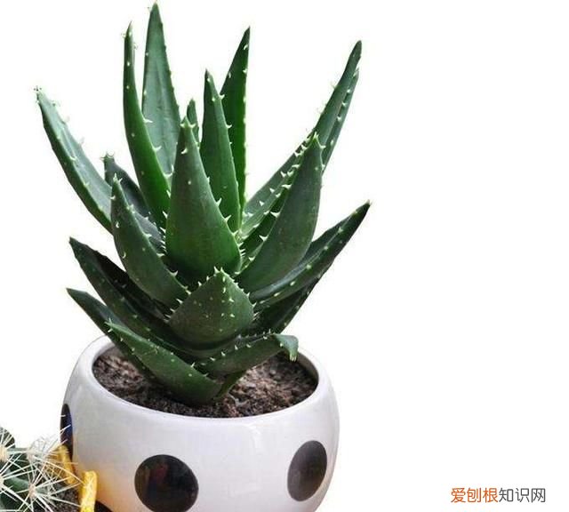 美容养颜最有效的植物