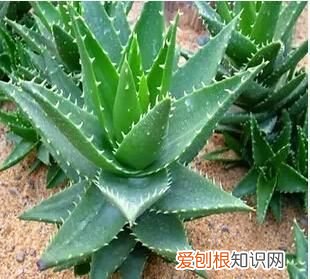 美容养颜最有效的植物