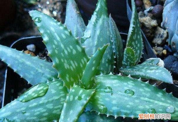 美容养颜最有效的植物