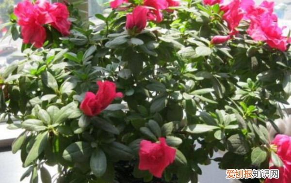 杜鹃花了以后怎么打理，杜鹃花开花后期怎样养护