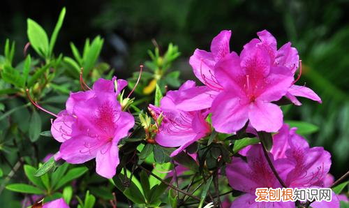 杜鹃花了以后怎么打理，杜鹃花开花后期怎样养护