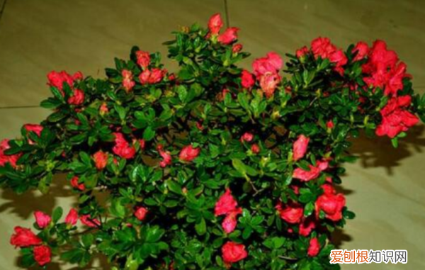 杜鹃花了以后怎么打理，杜鹃花开花后期怎样养护