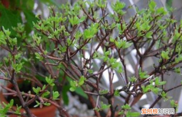 杜鹃花了以后怎么打理，杜鹃花开花后期怎样养护