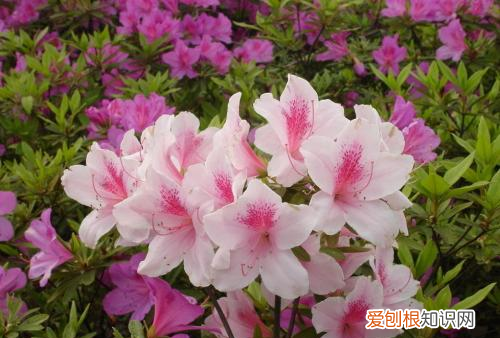 杜鹃花了以后怎么打理，杜鹃花开花后期怎样养护