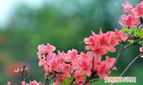 杜鹃花了以后怎么打理，杜鹃花开花后期怎样养护