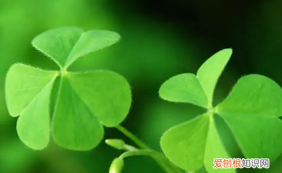 如何折四叶草，四叶草折纸教程图解