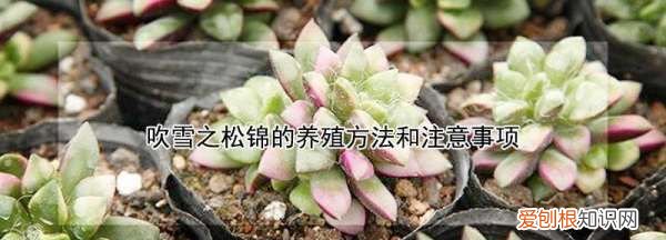 多肉吹雪之松锦怎么养，吹雪之松锦的养殖方法和注意事项