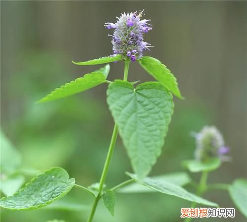 毛香草作用与功效,香草粉和仙草粉是一种物质