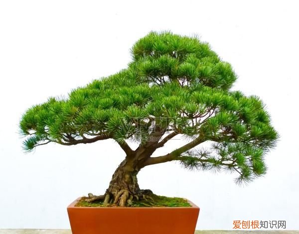 搬新家送什么植物吉利，搬家送什么植物寓意好搬家