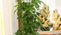 搬新家送什么植物吉利，搬家送什么植物寓意好搬家