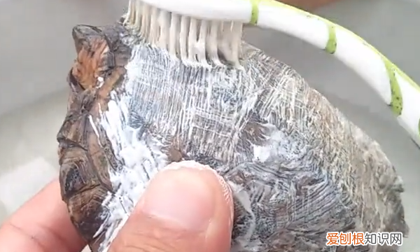 如何去除乌龟身上的绿藻，乌龟身上长青苔了怎么清除?