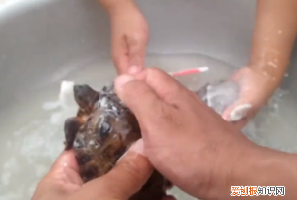 如何去除乌龟身上的绿藻，乌龟身上长青苔了怎么清除?