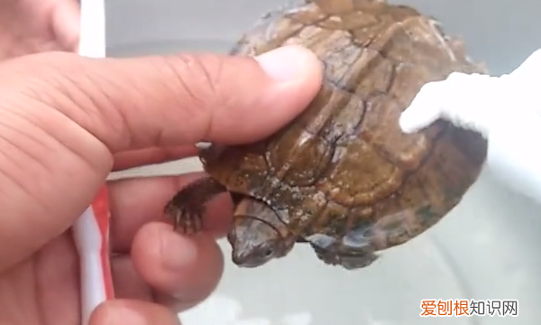 如何去除乌龟身上的绿藻，乌龟身上长青苔了怎么清除?