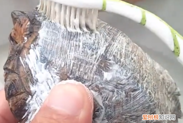 如何去除乌龟身上的绿藻，乌龟身上长青苔了怎么清除?