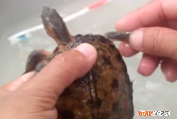 如何去除乌龟身上的绿藻，乌龟身上长青苔了怎么清除?