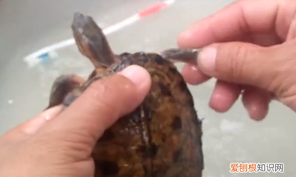 如何去除乌龟身上的绿藻，乌龟身上长青苔了怎么清除?