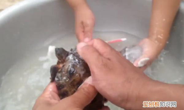 如何去除乌龟身上的绿藻，乌龟身上长青苔了怎么清除?