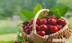 千禧果一天最多吃几个，樱桃一天最多可以吃几个