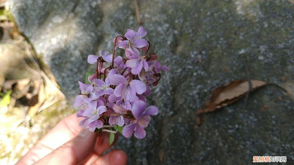 大清谷泰康养老社区具体地址
