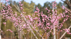 长乐林场国防教育基地