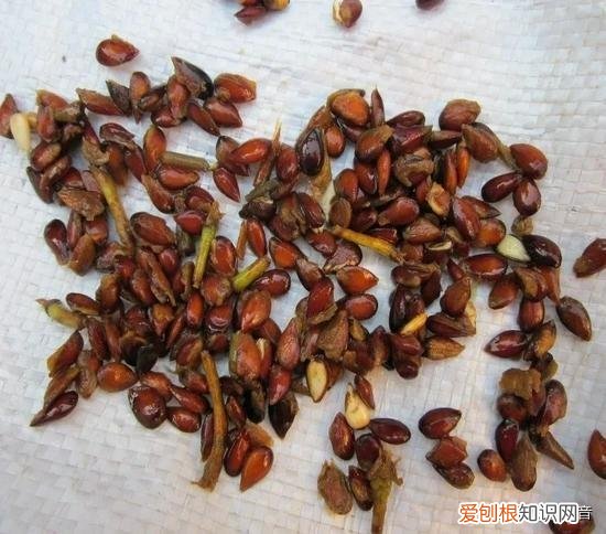 椰子怎么传播种子