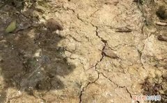 地硬耕不动怎么办，土地僵硬板结什么原因怎么办