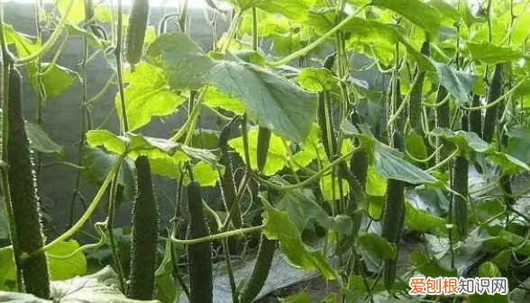 几月份种黄瓜，黄瓜在什么时候种植是最合适的?