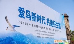 爱鸟周是每年几月几日