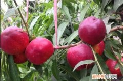 油桃核有毒吗，黄油桃核能种