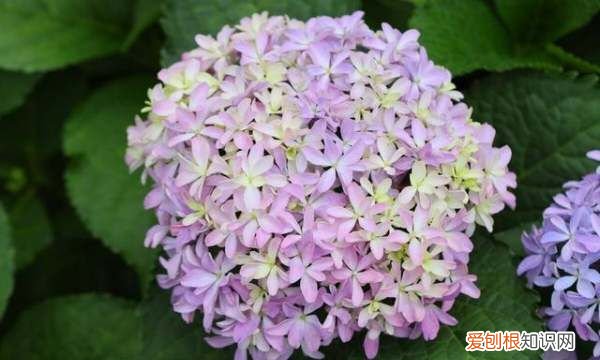 绣球花喜欢阳光，绣球花养护方法与注意事项