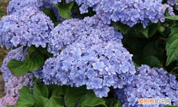 绣球花喜欢阳光，绣球花养护方法与注意事项