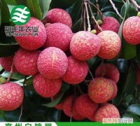 白糖罂荔枝是哪里产的，中国哪里的荔枝最出名