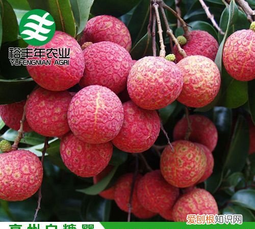 白糖罂荔枝是哪里产的,中国哪里的荔枝最出名