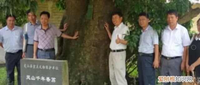白糖罂荔枝是哪里产的,中国哪里的荔枝最出名