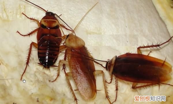 蟑螂有毒嘛，日本蟑螂有毒