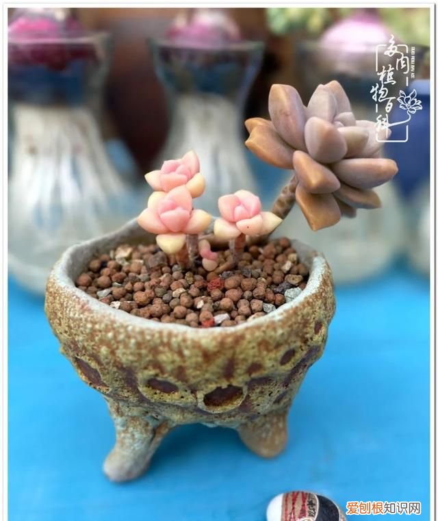 夏天颜值高又好度夏的多肉