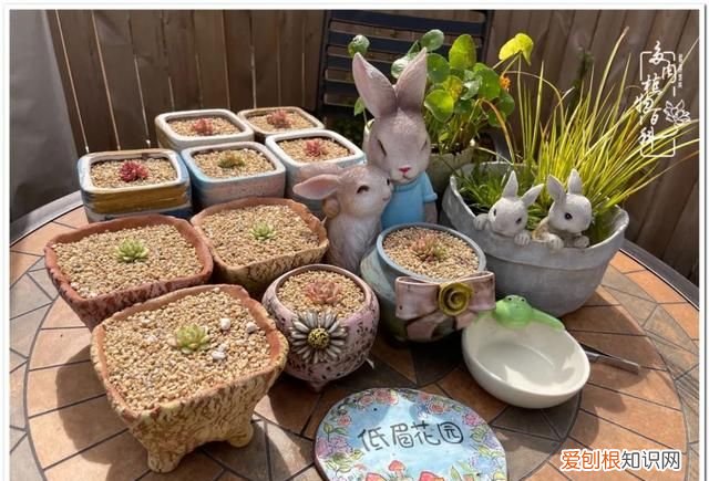 夏天颜值高又好度夏的多肉
