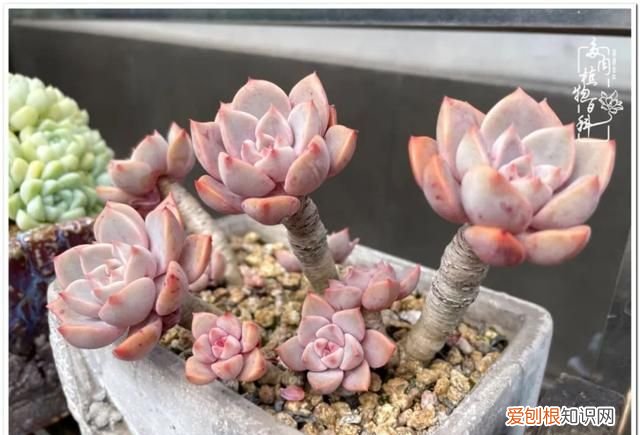 夏天颜值高又好度夏的多肉
