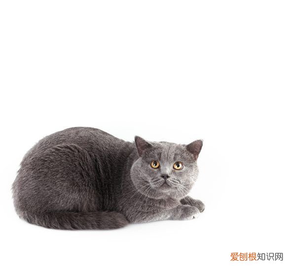 英短蓝猫为什么不粘人，英短蓝猫的优缺点都有哪些?